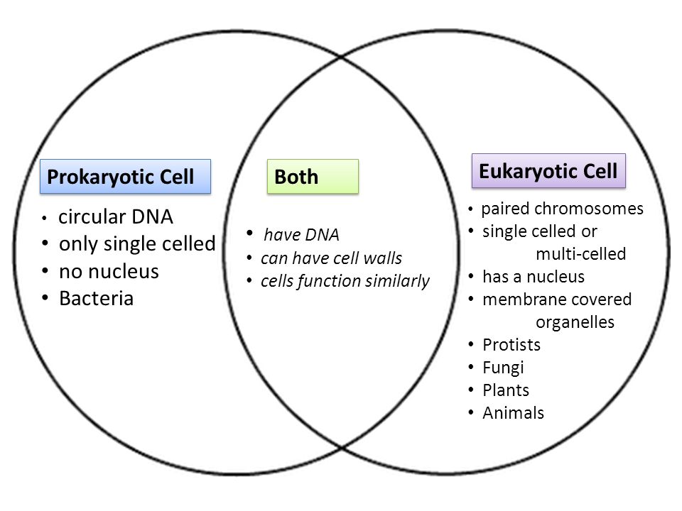 write any two key differences between prokaryotic and eukaryotic cells